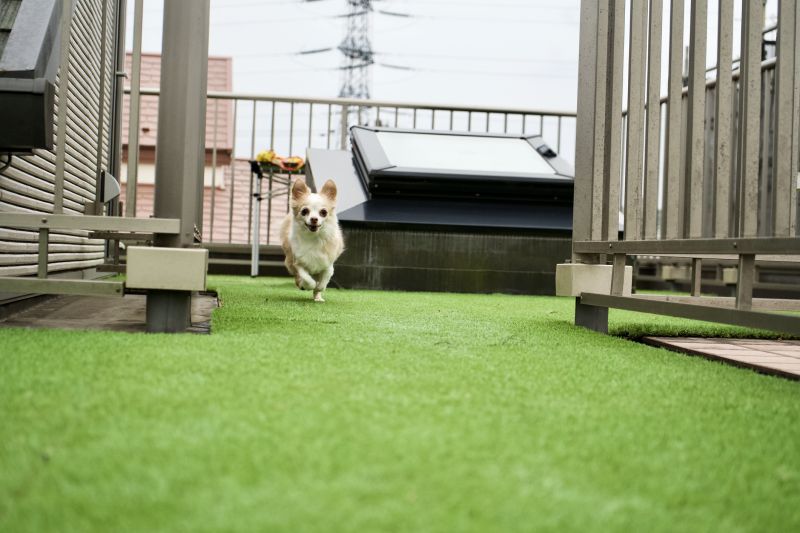Pet Turf Installation